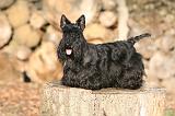 SCOTTISH TERRIER 138